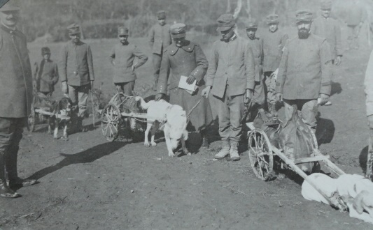 Dogs pulling carts containing supplies, northern Italy, taken between 1915 and 1917.