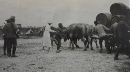 Teresa (in white) with oxen and wine sent from Malta for the soldiers, San Giovanni di Manzano, northern Italy, May 1916.
